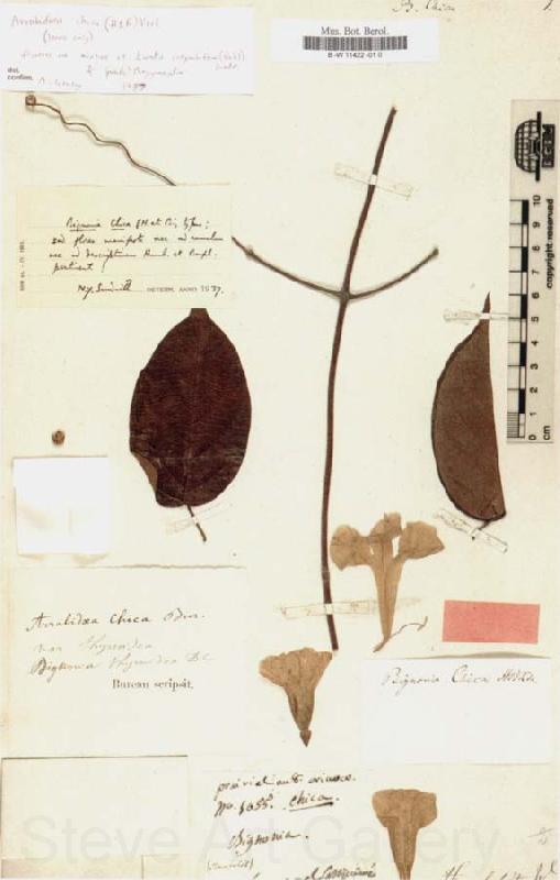 Alexander von Humboldt Bignonia chicagoensis Bureau